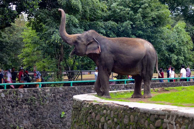 Rekomendasi Tempat Wisata Jakarta, Gajah ragoonan